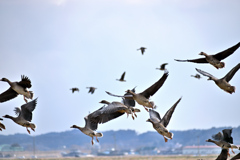 冬鳥が舞う 3