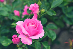 My rose 13