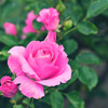 My rose 13
