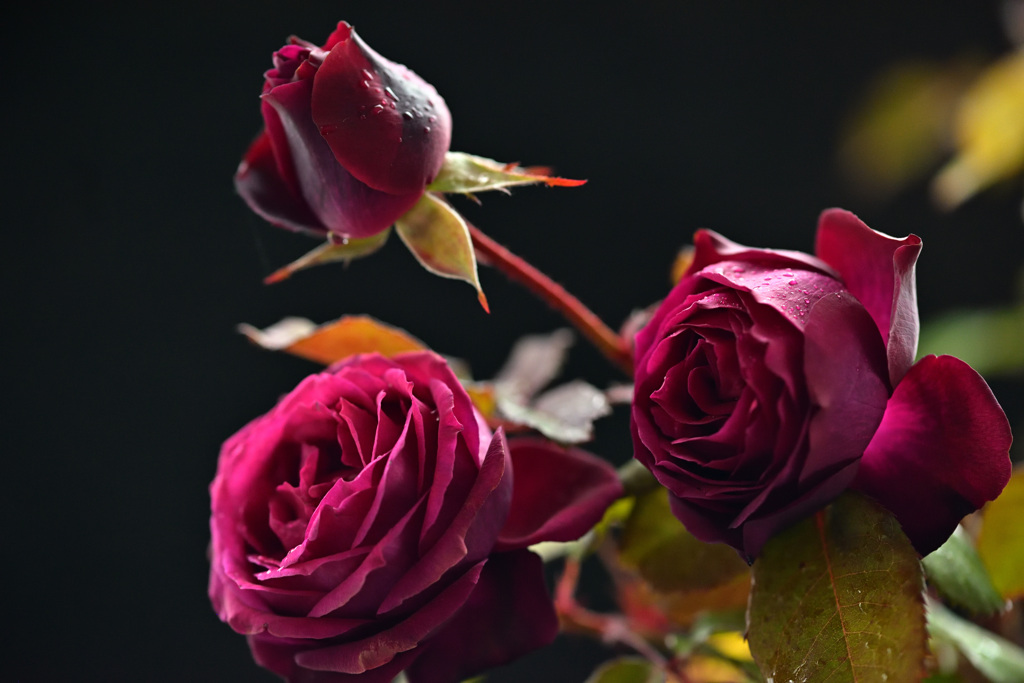 最終盤のバラたち