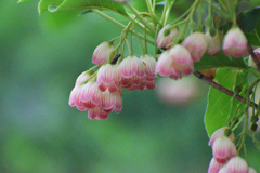 サラサドウダン