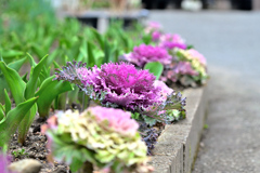 Spring has come! ⑪