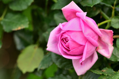 秋バラが咲いた　31