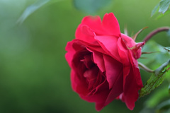 My rose 6