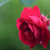 My rose 6
