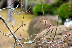 まだ来ぬ春が待ち遠しい