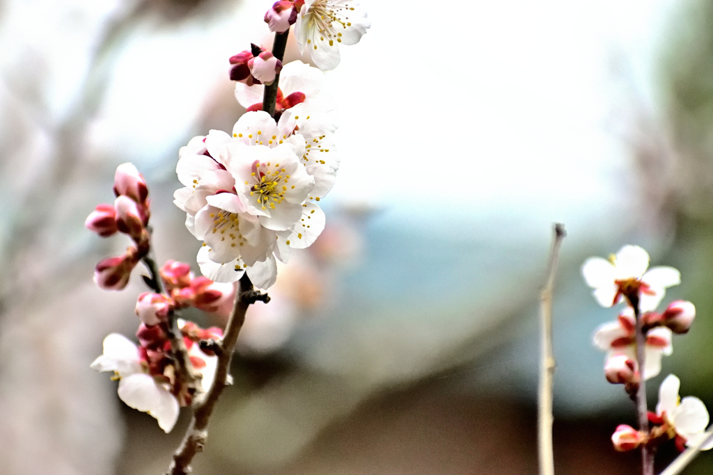 Spring has come! ⑥