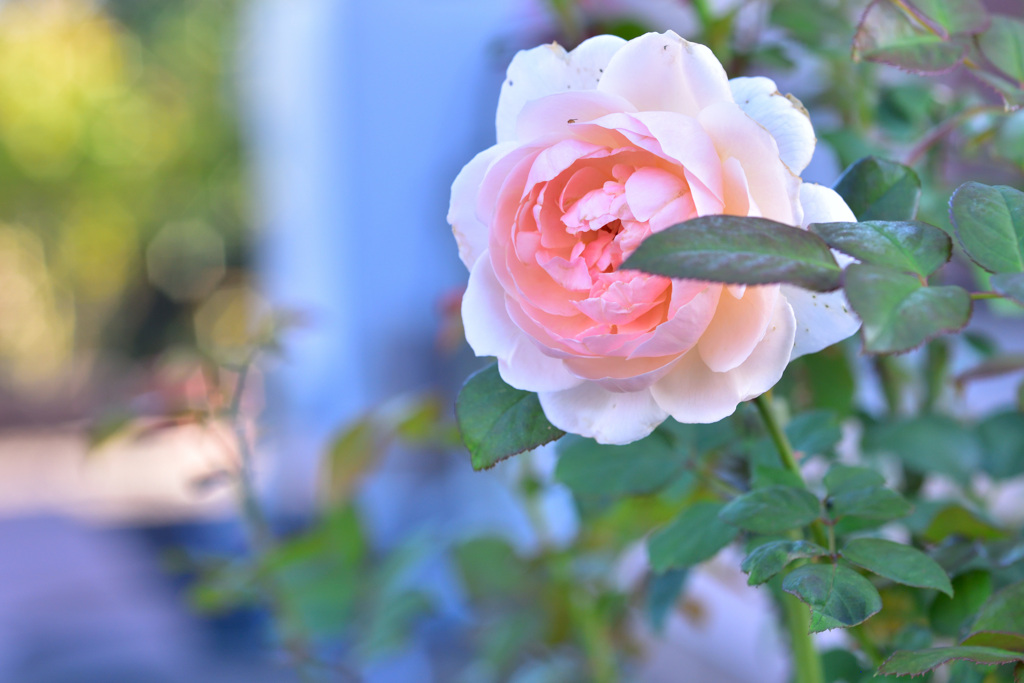 秋バラが咲いた　3