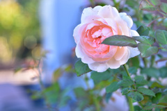 秋バラが咲いた　3