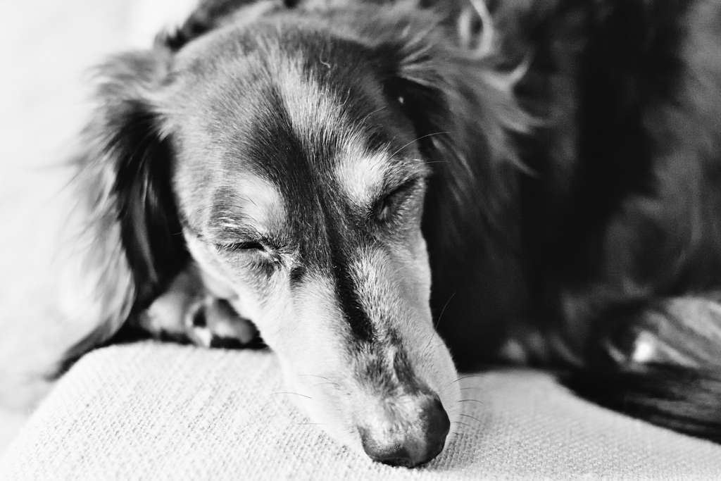 くう寝るあそぶ