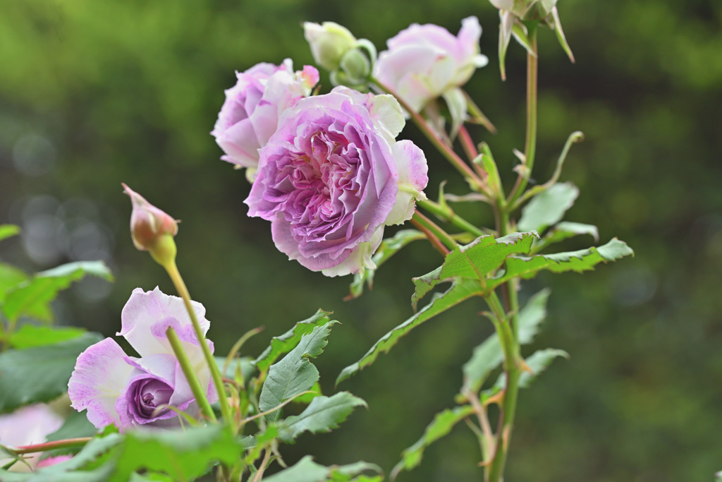 My rose 22