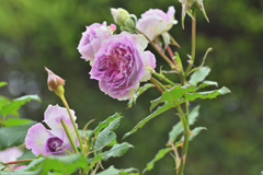 My rose 22