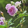 My rose 22