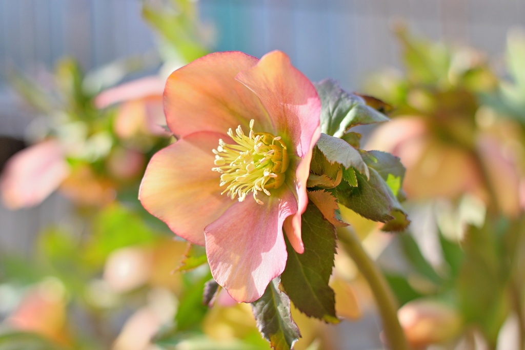 Spring has come! ①