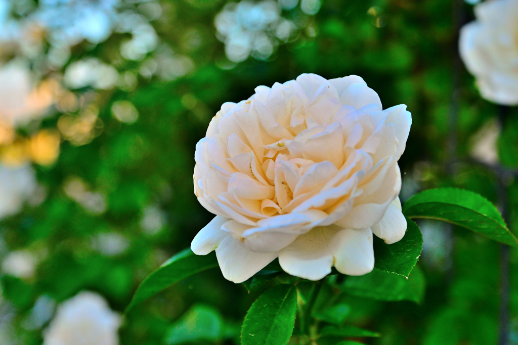 咲き進むバラたち 40