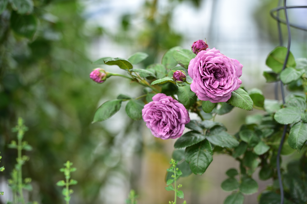 咲き進むバラたち 24