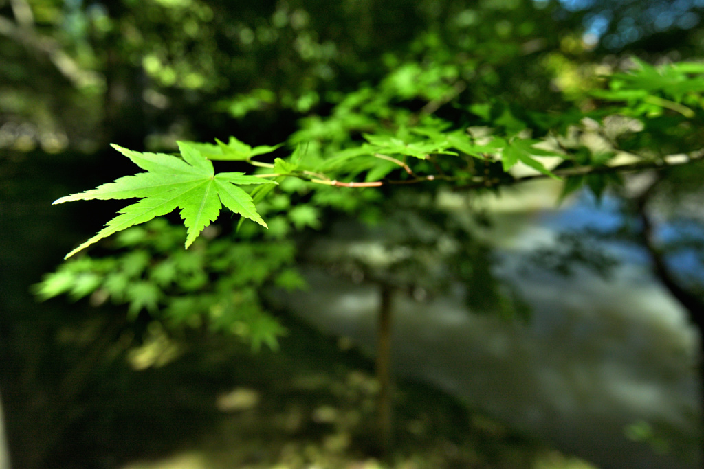 色付きを待つワンピース