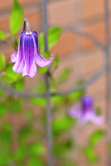 クレマチス 篭口