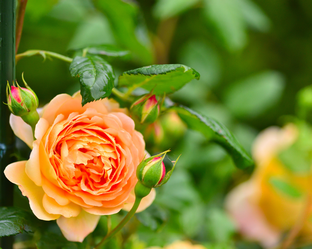 秋バラが咲いた　27