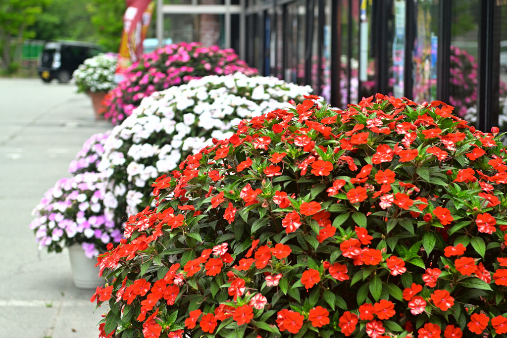 サンパチェンス