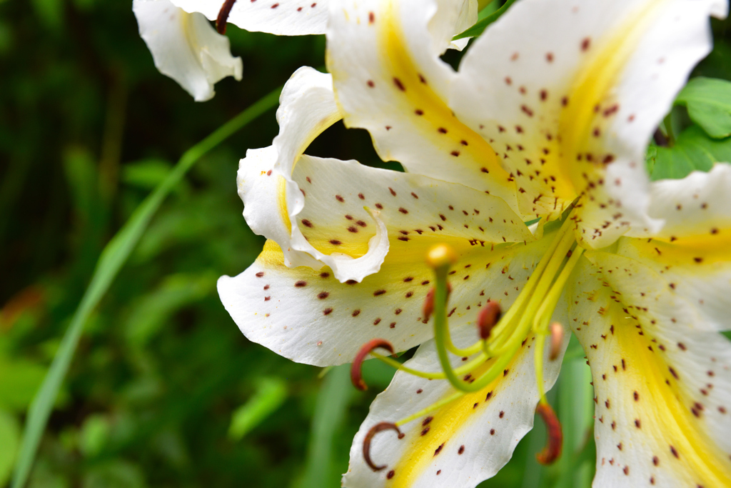 鳴子峡に生えていた