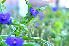 朝日を浴びる紫露草