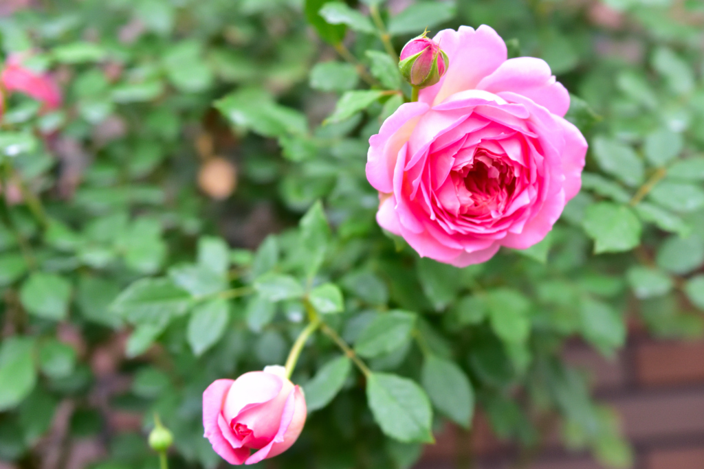 秋バラが咲いた　17  