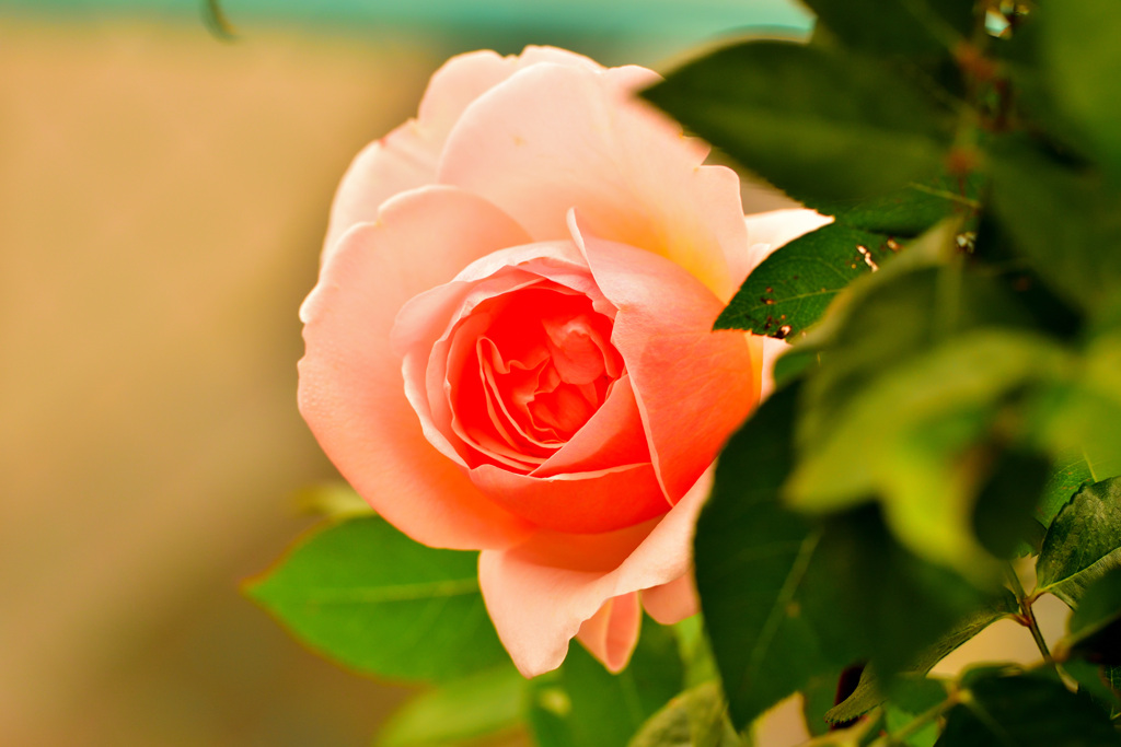 秋バラが咲いた　30