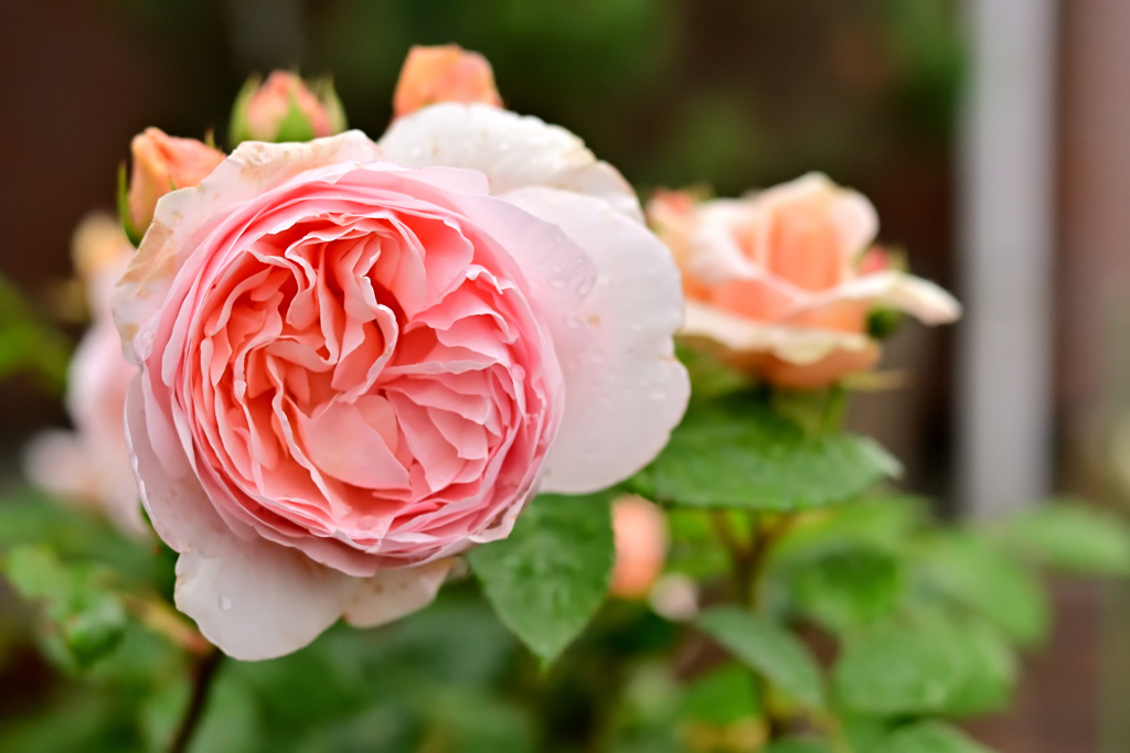 アンブリッジローズ