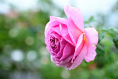 咲き進む秋バラたち