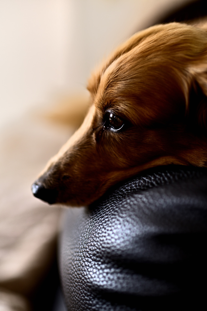 日曜日はダックス