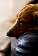 日曜日はダックス