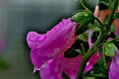 ジキタリスは語る