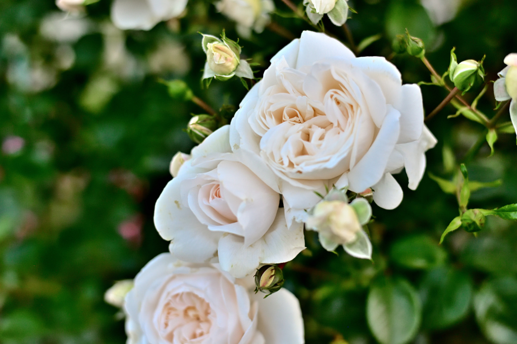 サマーメモリーズ