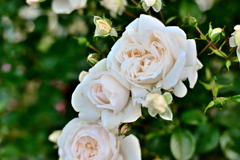 サマーメモリーズ