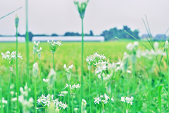 ニラの花咲く頃 1