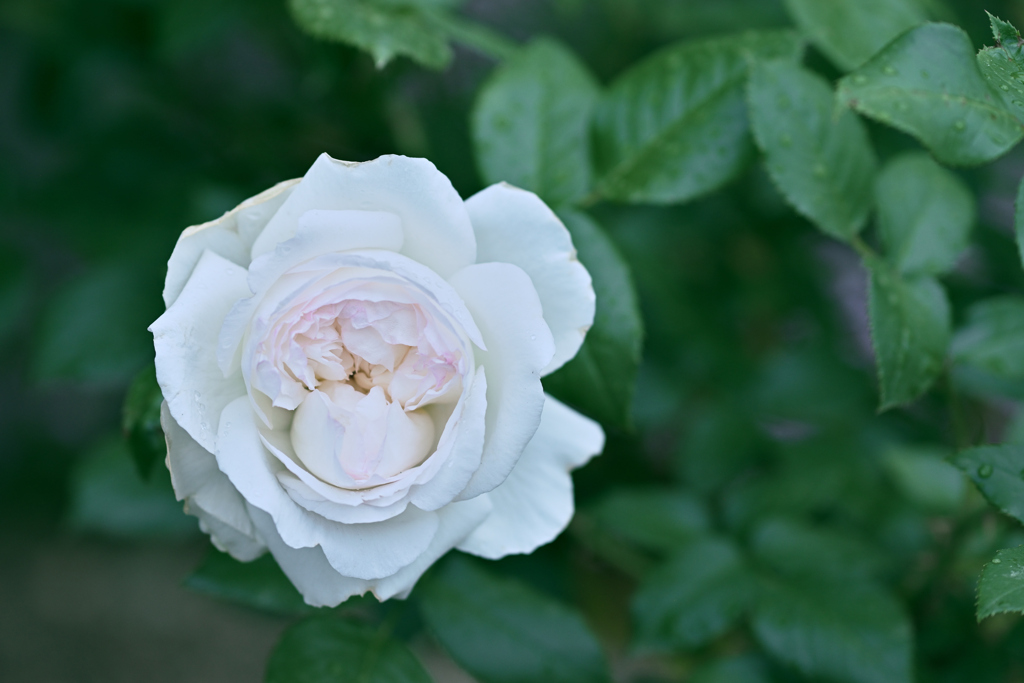 庭に咲いたボレロ