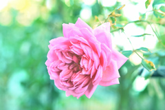 咲き進む秋バラたち ⑱