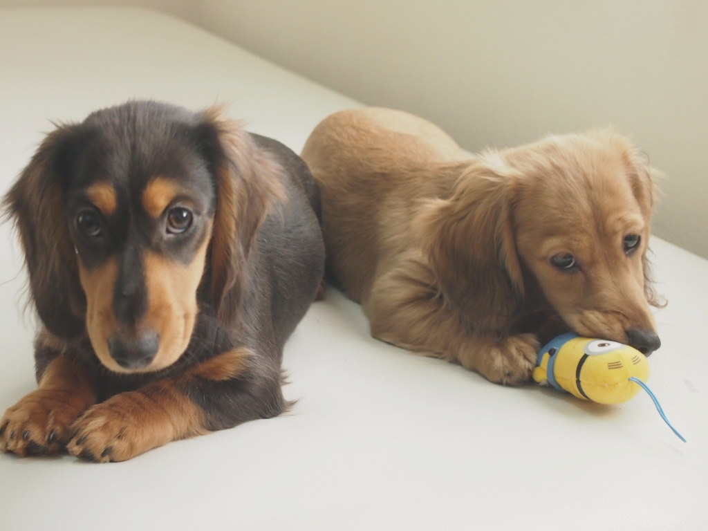 力尽きました。