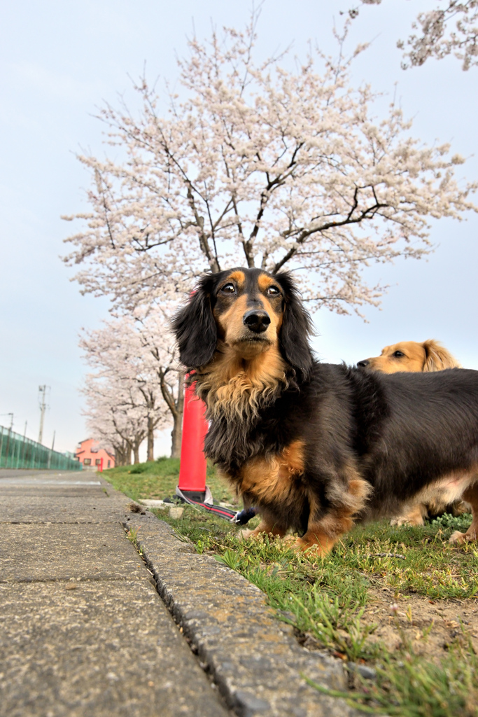 Spring has come! 37