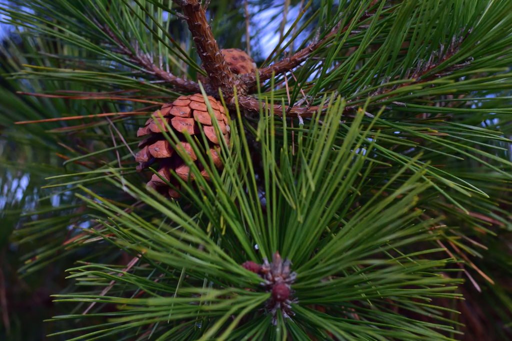 紅葉終了、撮れるものが減ってきた
