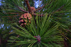 紅葉終了、撮れるものが減ってきた