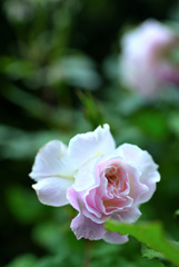 My rose 5