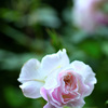 My rose 5