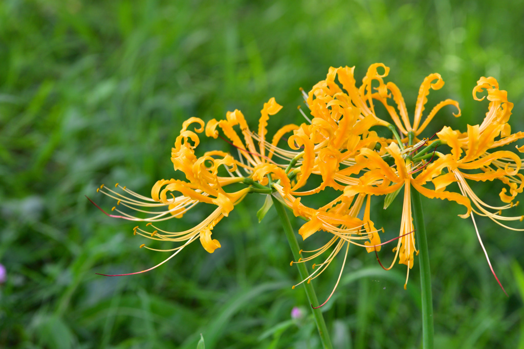 彼岸花でF値を検証②