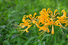 彼岸花でF値を検証②