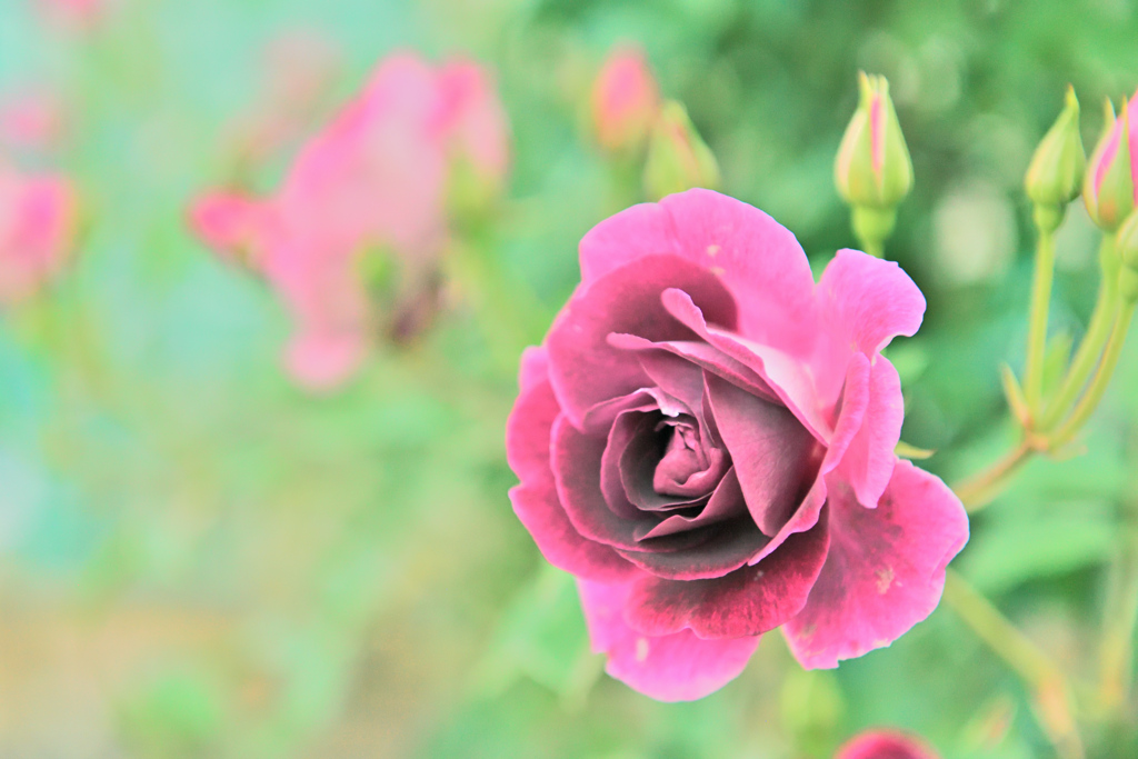 咲き進むバラたち ③