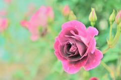 咲き進むバラたち ③