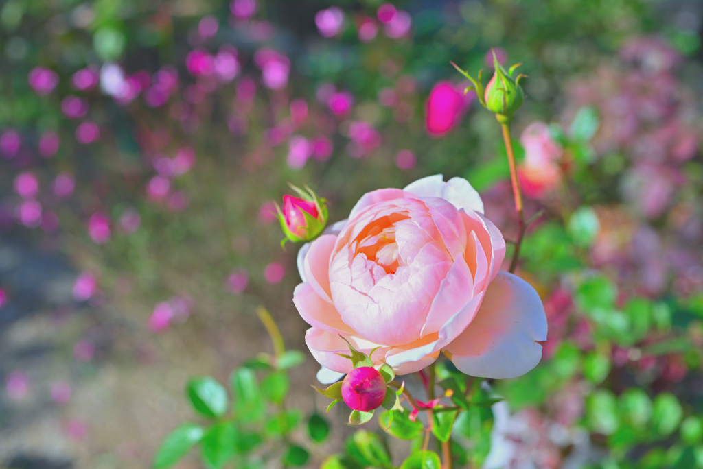 咲き進む秋バラたち