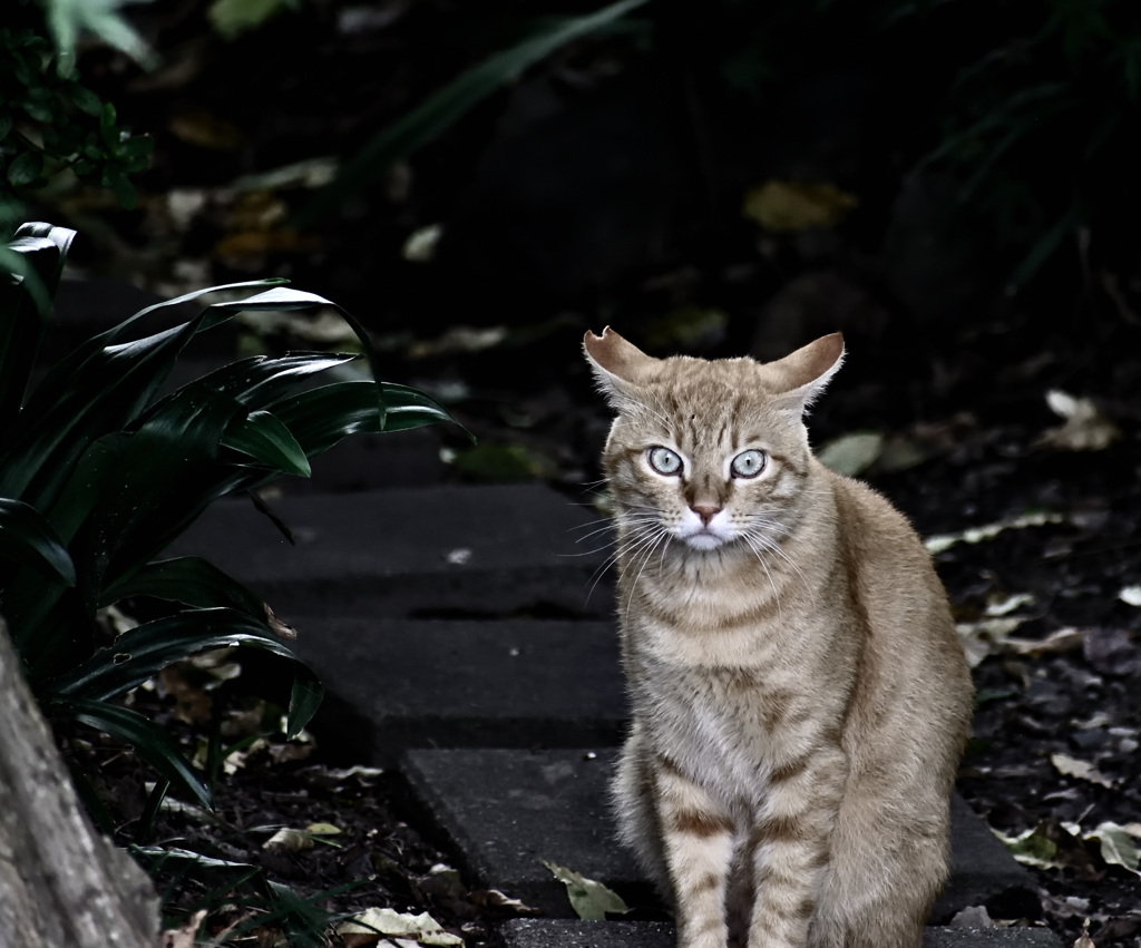 猫視眈々 2
